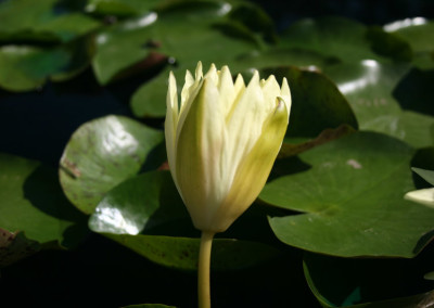 Nymphaea 'Lemonscent'