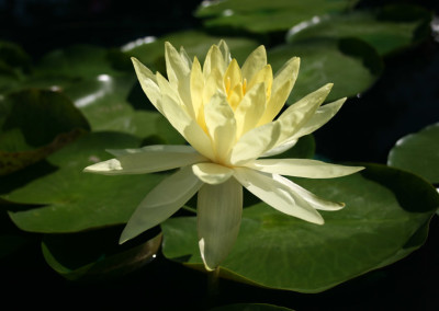 Nymphaea 'Lemonscent'