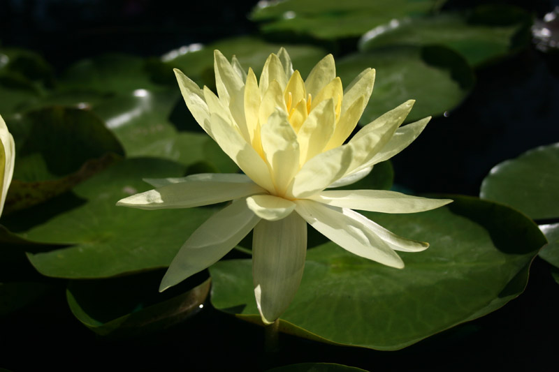 Nymphaea ‘Lemonscent’