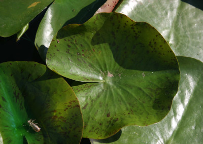 Nymphaea 'Lemonscent'