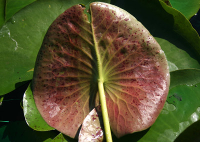 Nymphaea 'Lemonscent'