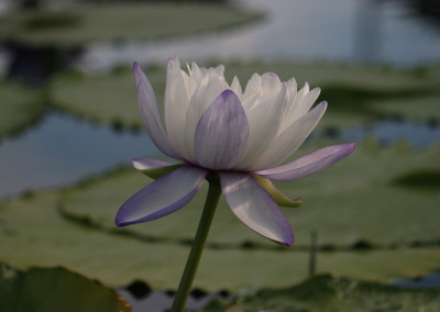 Nymphaea immutabilis subsp. immutabilis