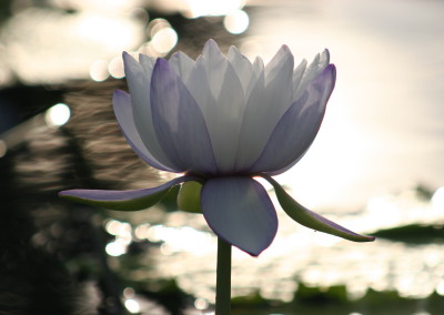 Nymphaea immutabilis subsp. immutabilis