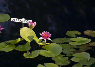 Nymphaea 'Attraction'