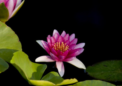 Nymphaea 'Attraction'
