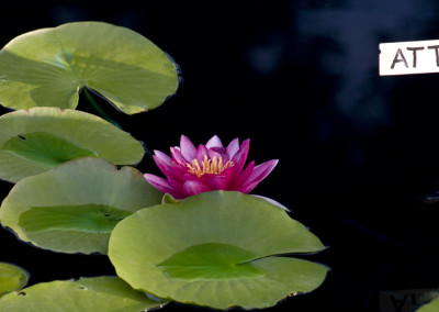 Nymphaea 'Attraction'