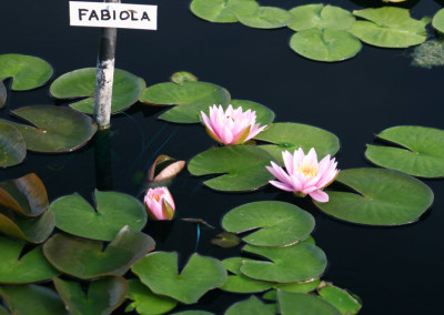 Nymphaea 'Fabiola'