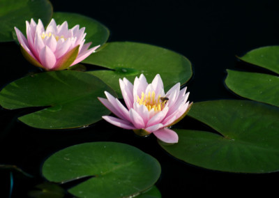 Nymphaea ‘Fabiola’