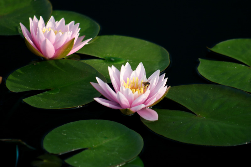 Nymphaea ‘Fabiola’