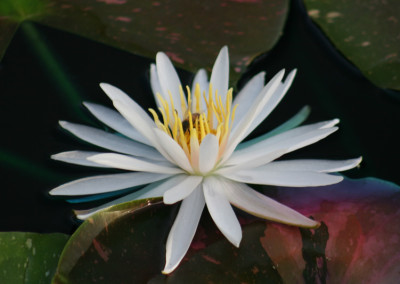 Nymphaea 'Arc-En-Ciel'