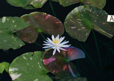 Nymphaea 'Arc-En-Ciel'