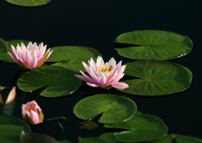 Nymphaea 'Fabiola'