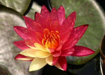 Nymphaea 'Wanvisa' Reversion