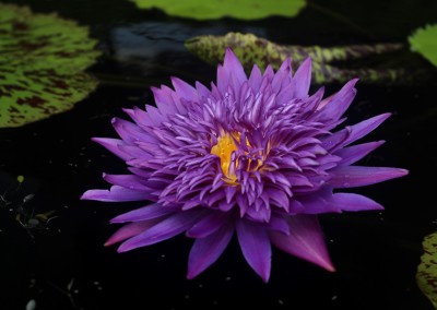 Nymphaea 'Plum Crazy'