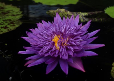 Nymphaea 'Plum Crazy'