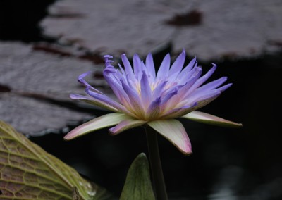 Nymphaea 'Duangtasawan'