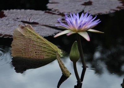 Nymphaea 'Duangtasawan'