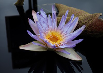 Nymphaea 'Duangtasawan'