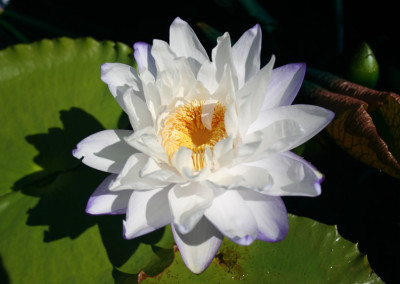 Nymphaea immutabilis subsp. immutabilis