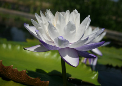 Nymphaea immutabilis subsp. immutabilis