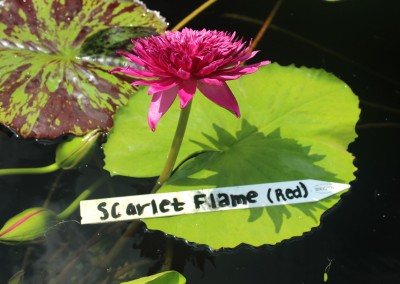 Nymphaea 'Scartlet Flame'