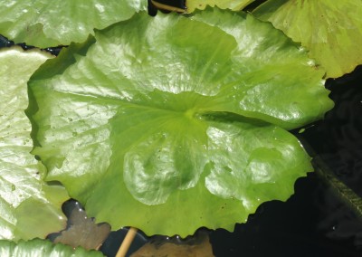 Nymphaea 'Scartlet Flame'