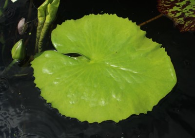 Nymphaea 'Scartlet Flame'