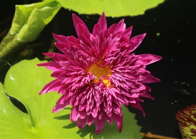 Nymphaea 'Scartlet Flame'