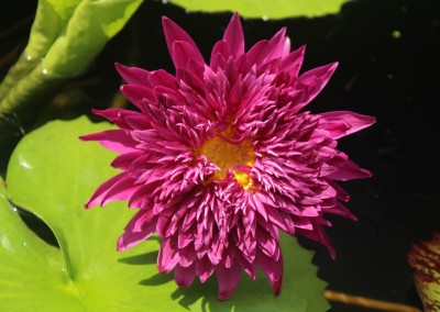 Nymphaea 'Scartlet Flame'