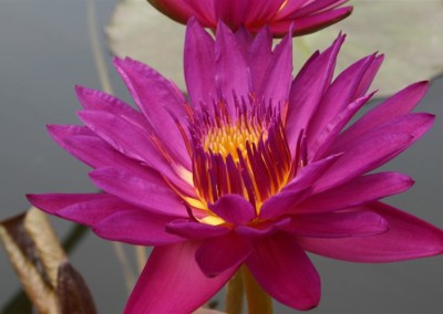 Nymphaea 'Virginia McLane'