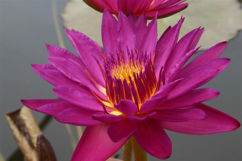 Nymphaea ‘Virginia McLane’