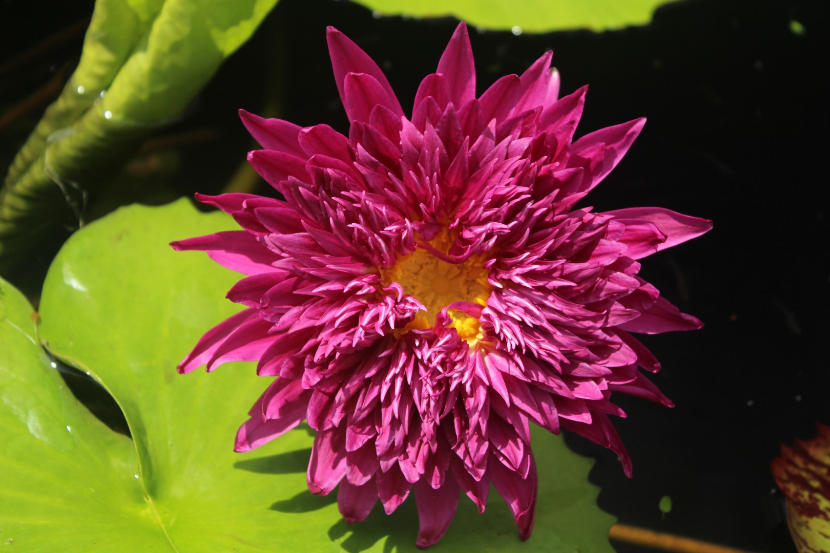 Nymphaea ‘Scartlet Flame’