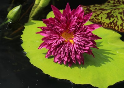 Nymphaea 'Scartlet Flame'