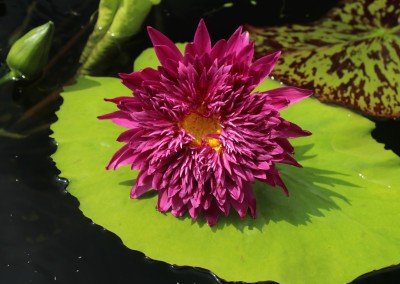 Nymphaea 'Scartlet Flame'
