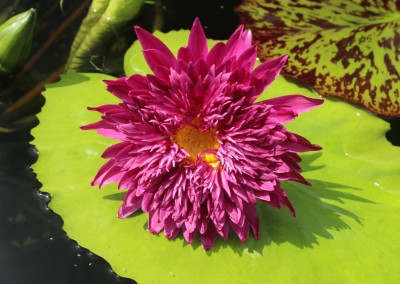 Nymphaea 'Scartlet Flame'