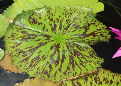 Nymphaea 'Tropic Punch'