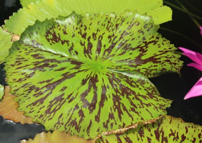 Nymphaea 'Tropic Punch'