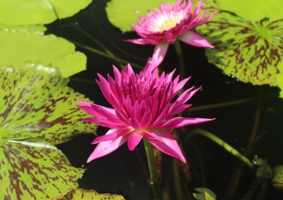 Nymphaea 'Tropic Punch'