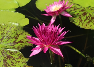 Nymphaea 'Tropic Punch'