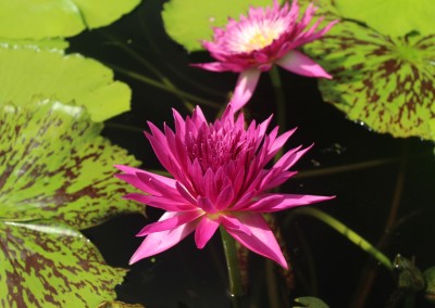 Nymphaea 'Tropic Punch'