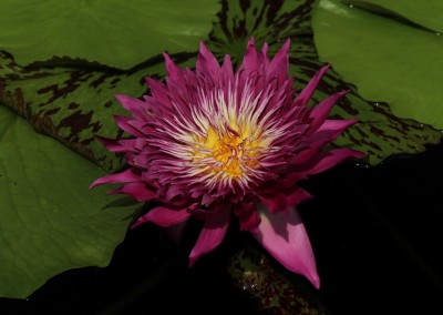 Nymphaea 'Tropic Punch'