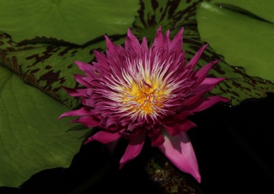 Nymphaea 'Tropic Punch'