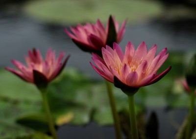 Nymphaea 'Irene Meitzen'