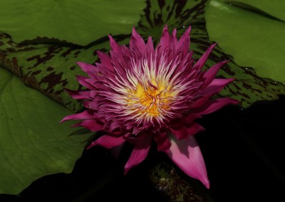 Nymphaea 'Tropic Punch'