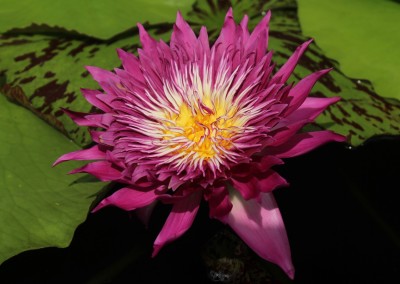 Nymphaea 'Tropic Punch'