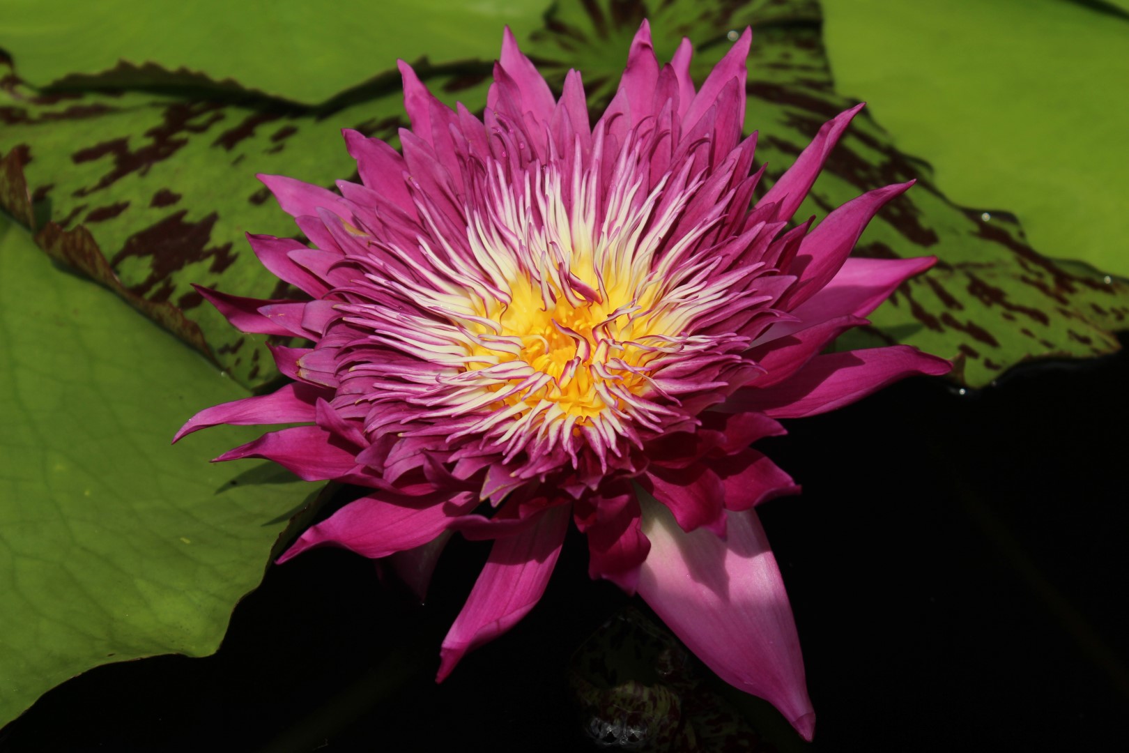 Nymphaea ‘Tropic Punch’