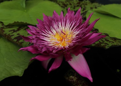 Nymphaea 'Tropic Punch'