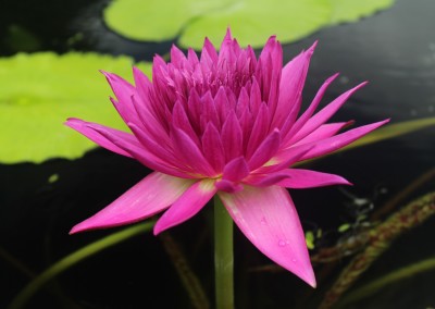 Nymphaea 'Tropic Punch'