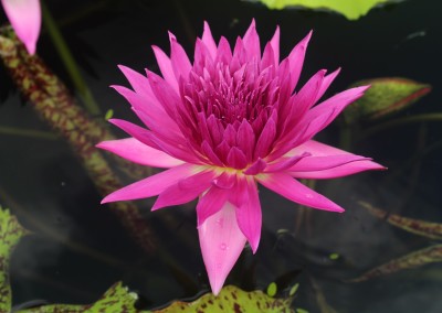 Nymphaea 'Tropic Punch'