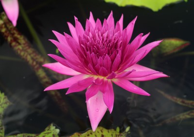 Nymphaea 'Tropic Punch'